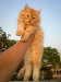 Traditional persian Male & Female kitten